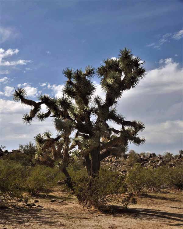 joshua tree